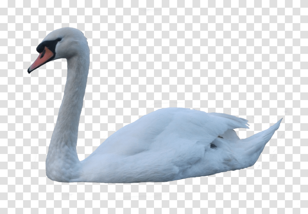 Swan, Animals, Bird, Waterfowl Transparent Png