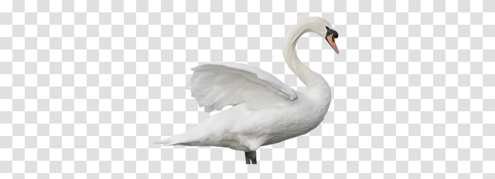 Swan, Animals, Bird, Waterfowl Transparent Png