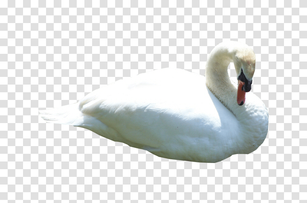 Swan, Animals, Bird, Waterfowl Transparent Png