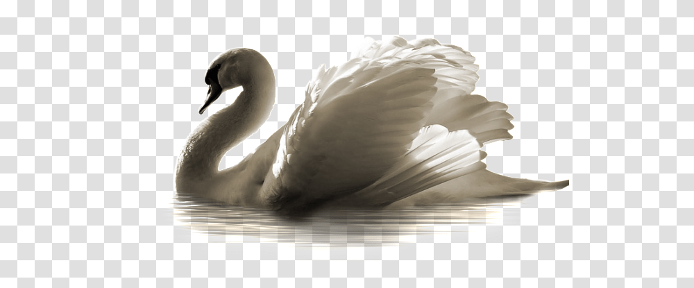 Swan, Animals, Bird, Waterfowl Transparent Png