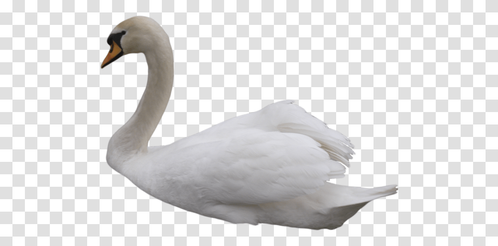 Swan, Animals, Bird, Waterfowl Transparent Png