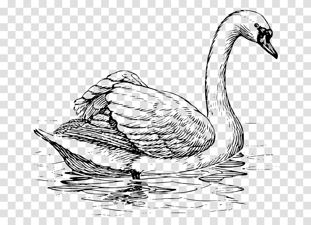 Swan, Animals, Gray, World Of Warcraft Transparent Png