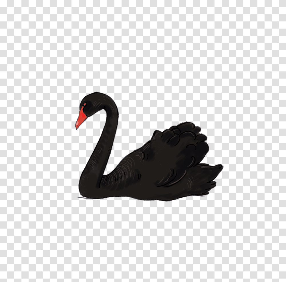 Swan, Animals, Waterfowl, Bird, Black Swan Transparent Png