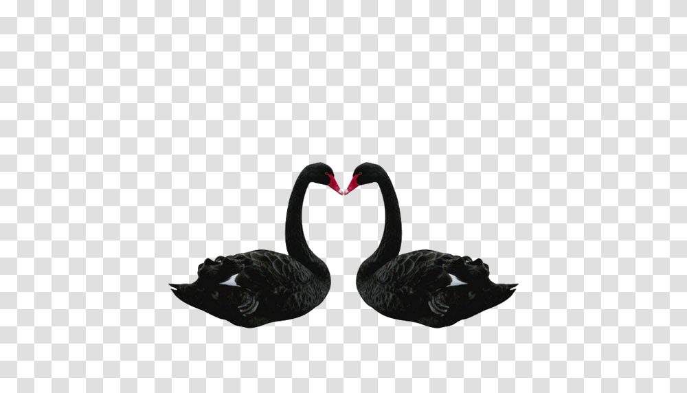 Swan, Animals, Waterfowl, Bird, Black Swan Transparent Png