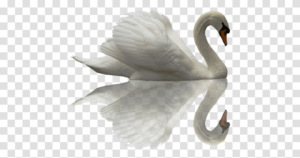 Swan Beautiful Cisneis, Bird, Animal Transparent Png