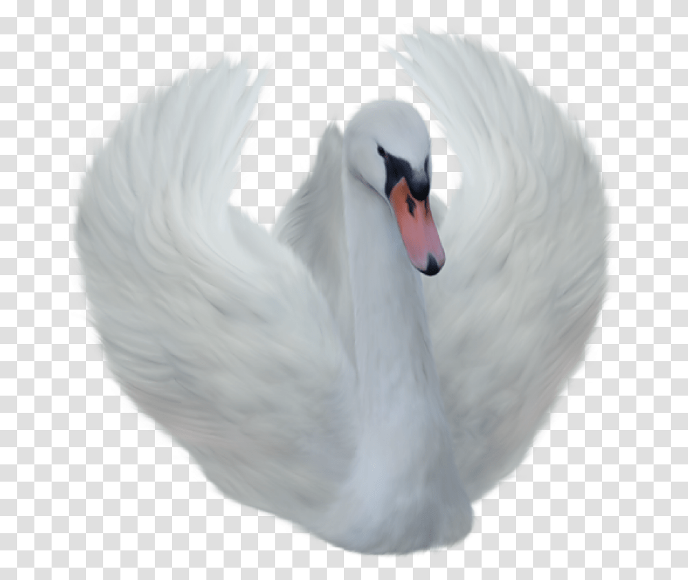 Swan, Bird, Animal, Chicken, Poultry Transparent Png