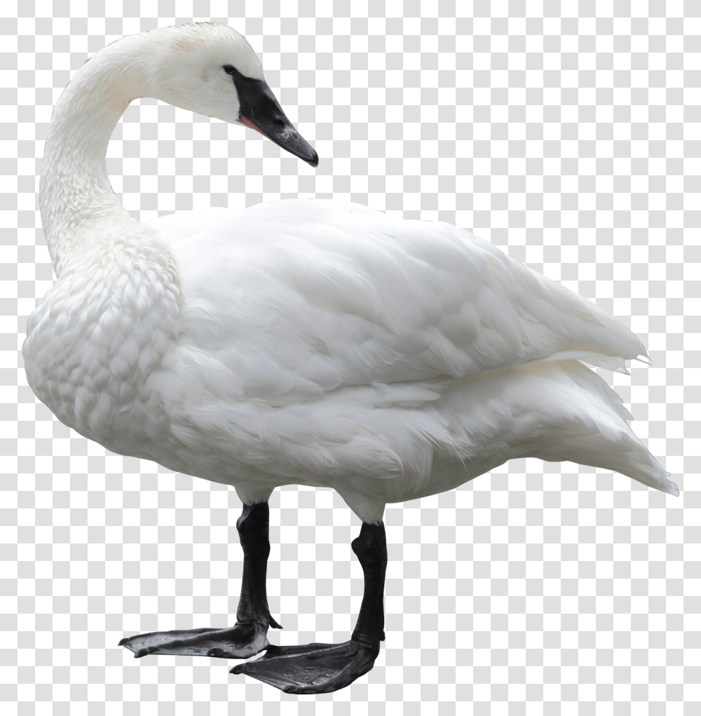 Swan, Bird, Animal, Goose Transparent Png