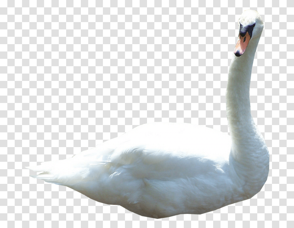 Swan, Bird, Animal, Person, Human Transparent Png