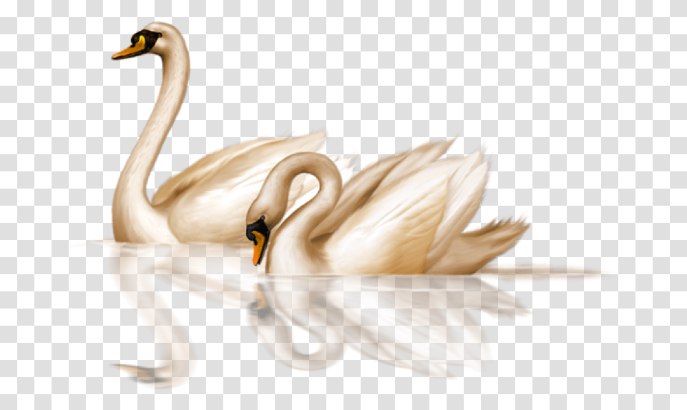 Swan, Bird, Animal, Plant, Flower Transparent Png