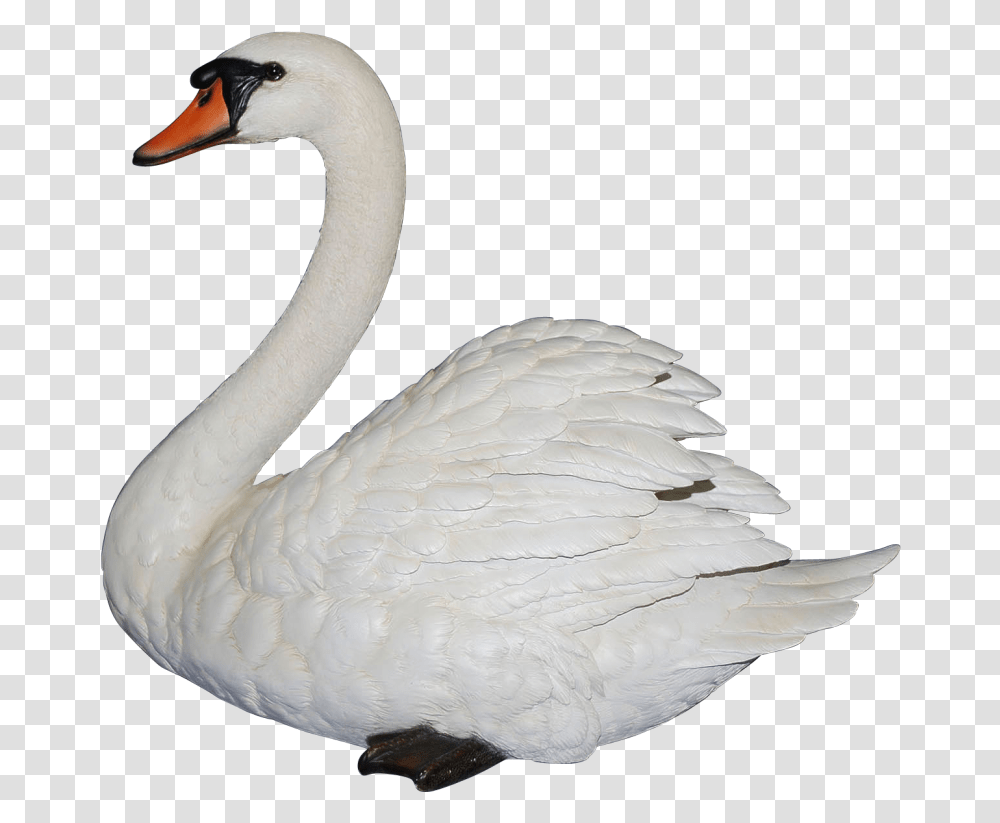 Swan, Bird, Animal Transparent Png