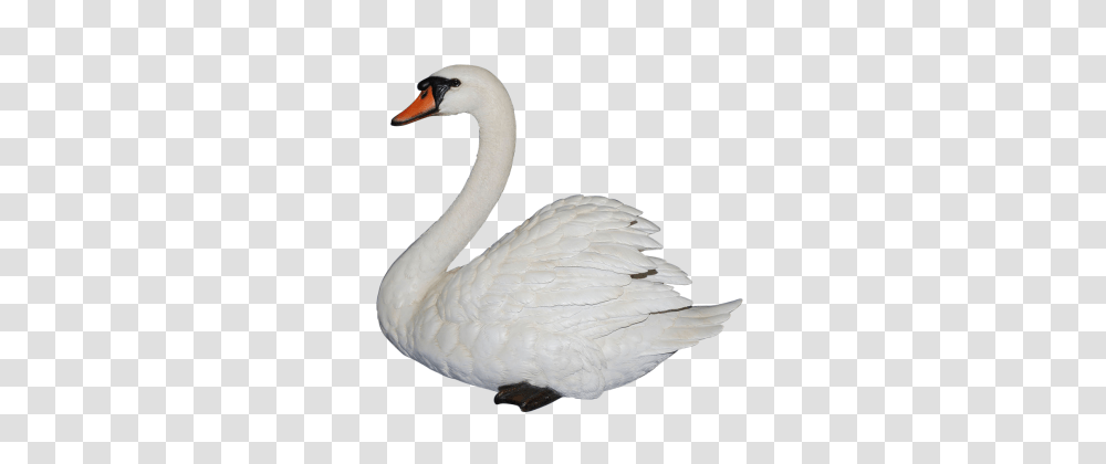 Swan, Bird, Animal Transparent Png