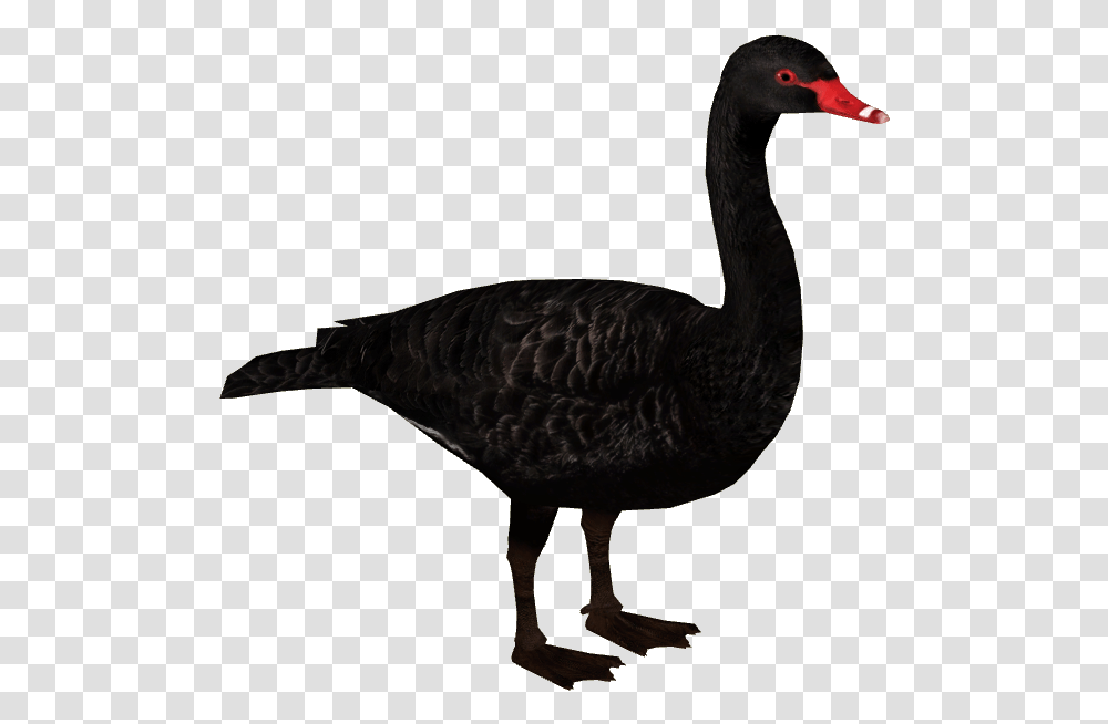 Swan, Bird, Animal, Waterfowl, Black Swan Transparent Png