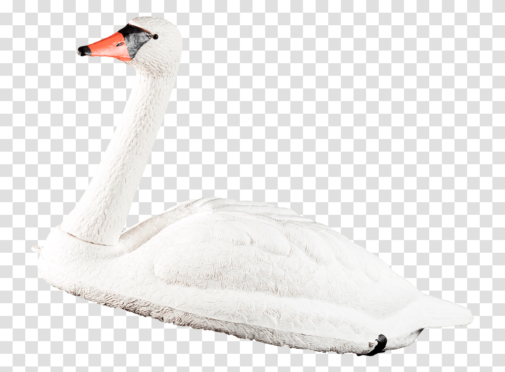 Swan, Bird, Animal, Waterfowl Transparent Png