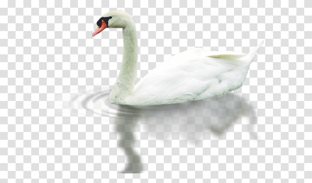 Swan, Bird, Animal, Waterfowl Transparent Png