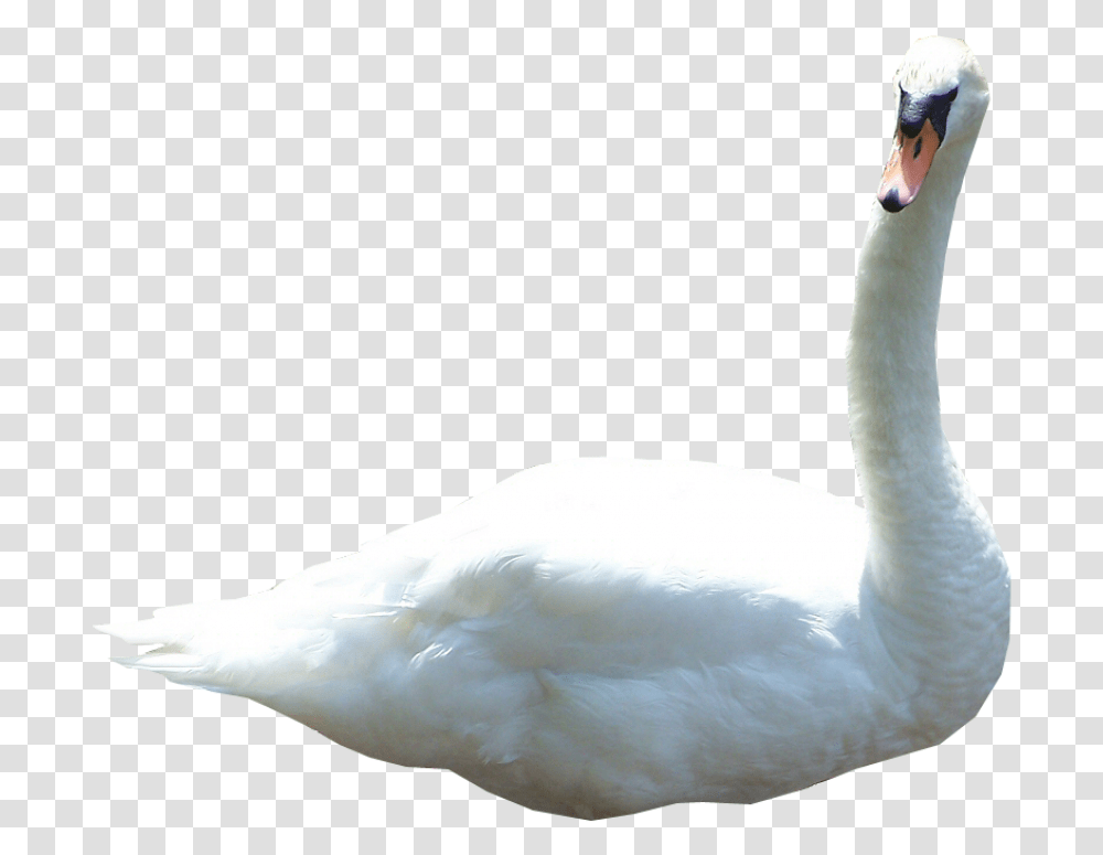 Swan Birds In Water, Animal, Person, Human, Goose Transparent Png