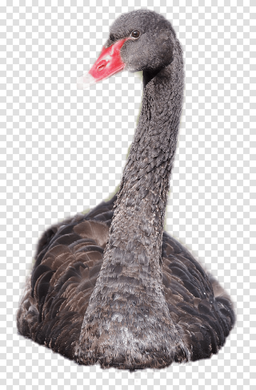 Swan Blackswan Sticker Bird Different Colored Swans, Waterfowl, Animal, Black Swan, Snake Transparent Png