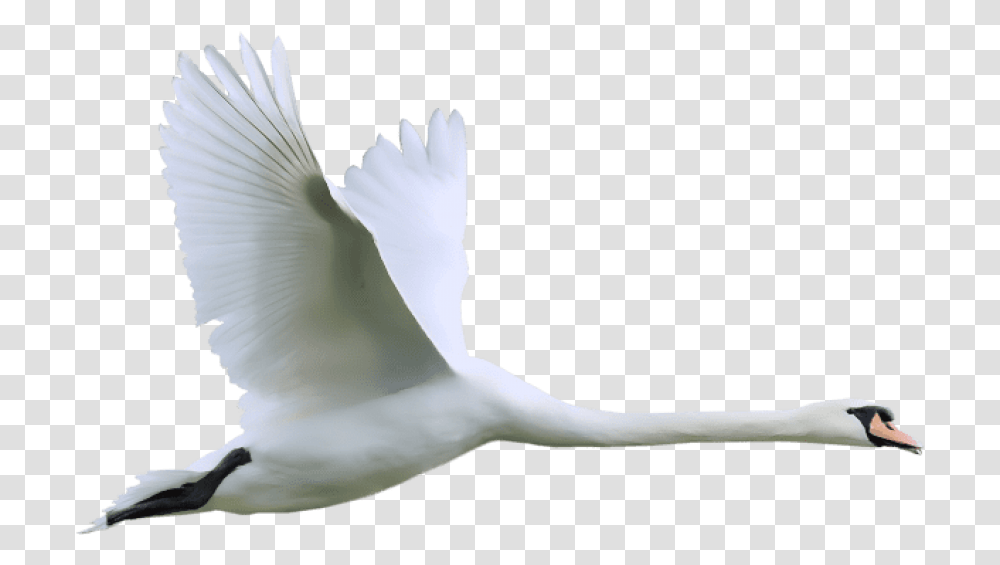 Swan Clipart Background Swan Flying, Bird, Animal, Waterfowl, Dove Transparent Png