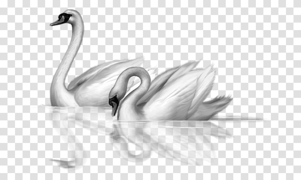 Swan Clipart Background Swans Clipart, Bird, Animal, Flamingo, Waterfowl Transparent Png