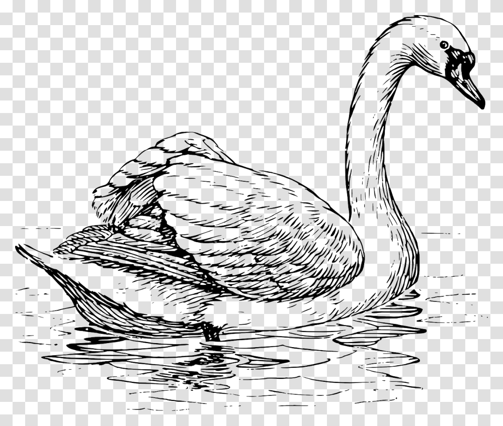 Swan Clipart Black And White, Bird, Animal, Goose, Waterfowl Transparent Png