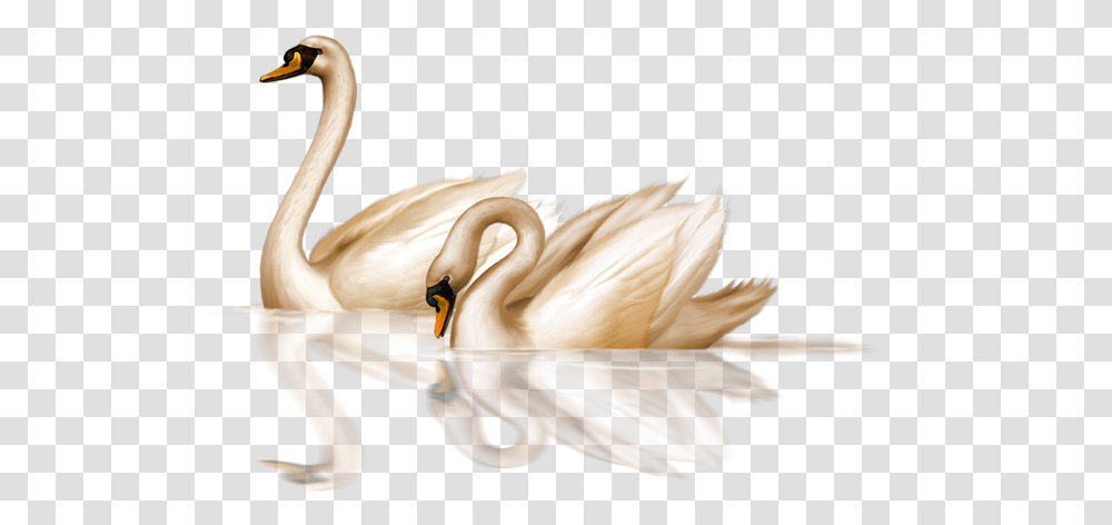Swan Clipart Swan, Bird, Animal, Plant, Beak Transparent Png