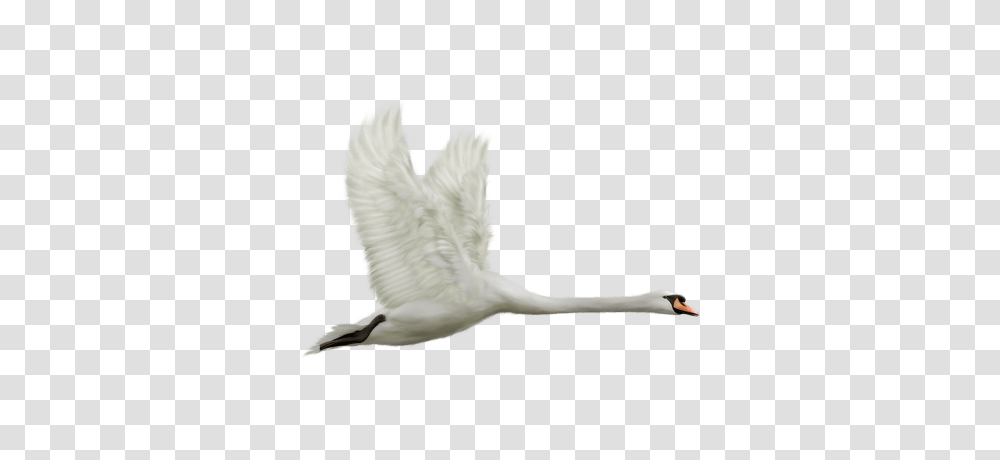 Swan Couple, Bird, Animal, Waterfowl, Flying Transparent Png