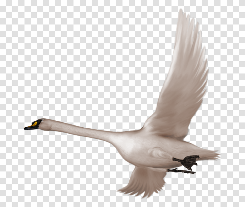 Swan Flying, Bird, Animal, Waterfowl, Beak Transparent Png