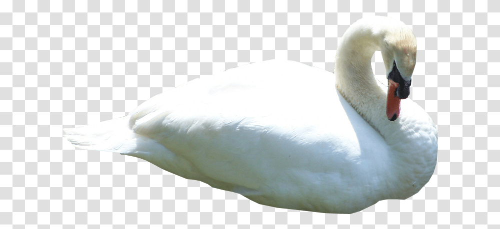 Swan Gif, Bird, Animal, Waterfowl, Beak Transparent Png