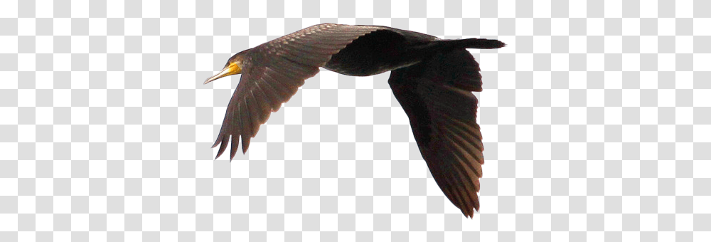 Swan Goose Duck Bird Flight Flying Geese Download Cormorants Flying, Animal, Kite Bird, Person, Human Transparent Png