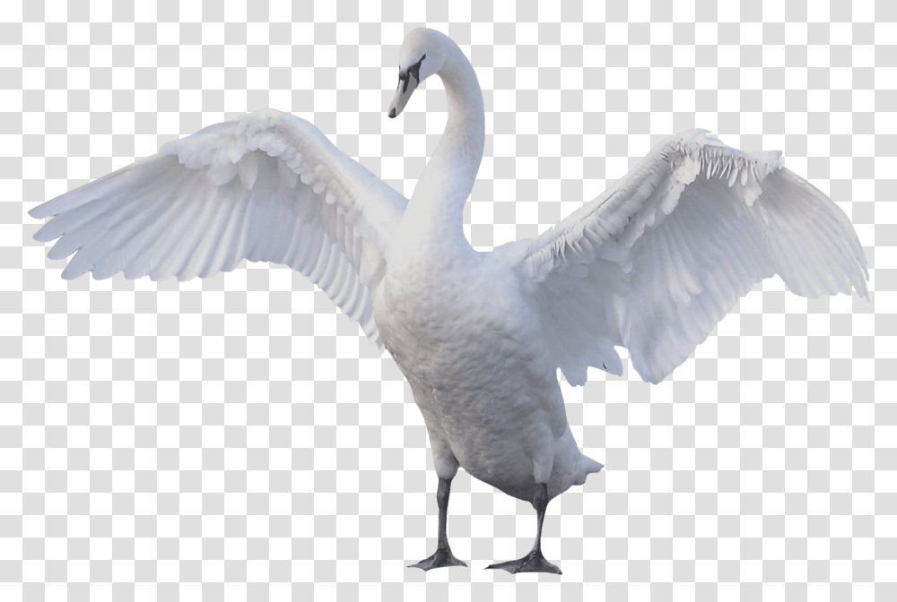 Swan Goose Mute Swan Bird Swan, Animal, Anseriformes, Waterfowl Transparent Png