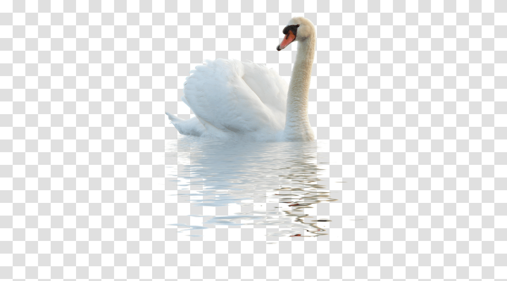 Swan Image Duck In Water, Bird, Animal, Outdoors, Ripple Transparent Png