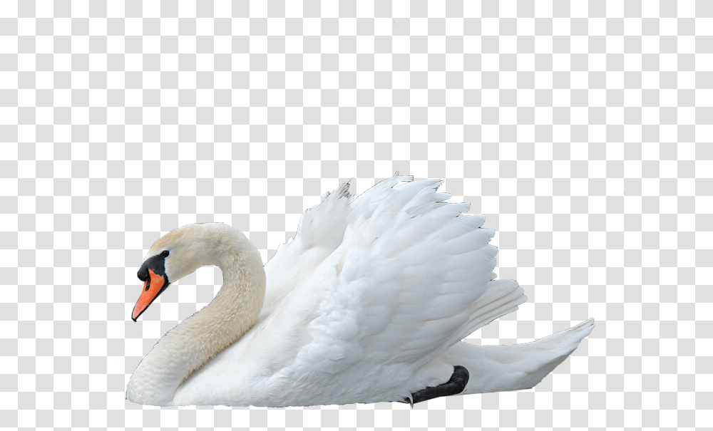 Swan Image Swan, Bird, Animal Transparent Png