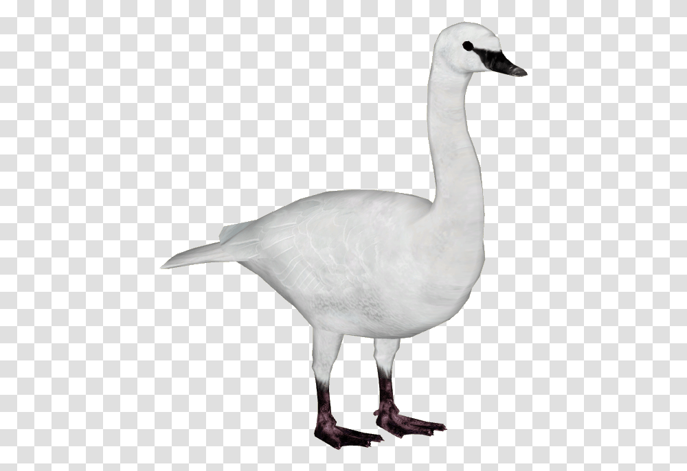 Swan Image Whooper Swan, Bird, Animal, Goose, Waterfowl Transparent Png