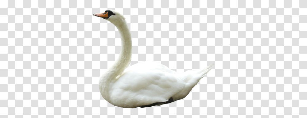 Swan Images Free Download, Bird, Animal, Crib, Furniture Transparent Png