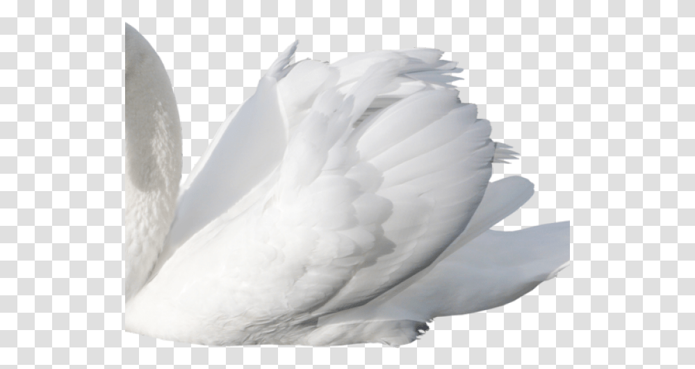 Swan Images Swan On White Background, Bird, Animal Transparent Png