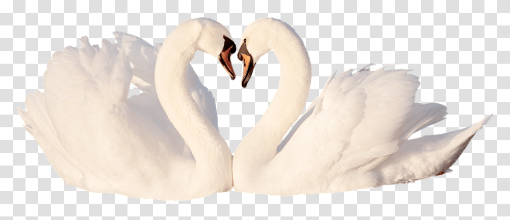 Swan Love Bird White Feather Romantic Swans Tundra Swan, Animal, Beak Transparent Png