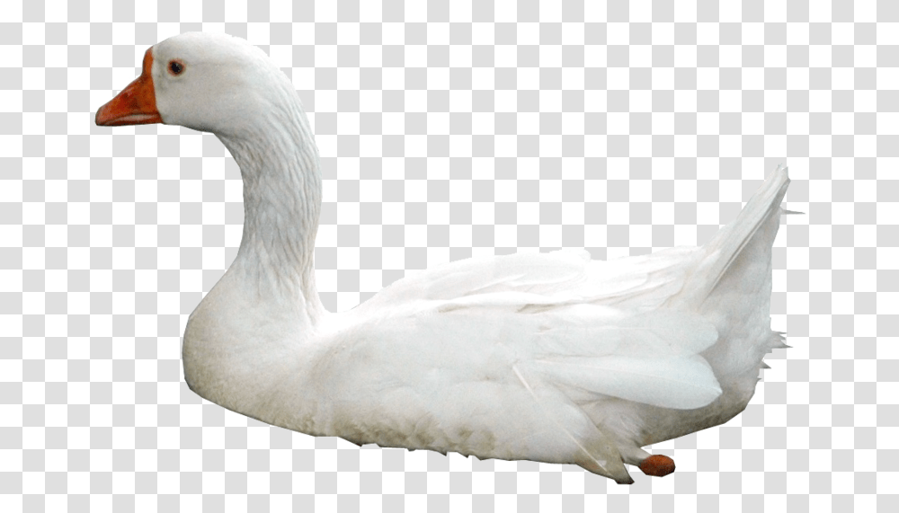 Swan Photos Swans, Bird, Animal, Goose Transparent Png