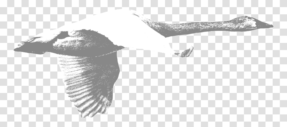 Swan Portable Network Graphics, Animal, Bird, Beak, Waterfowl Transparent Png