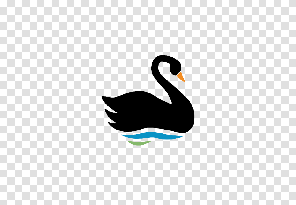 Swan Professional Images Only, Waterfowl, Bird, Animal, Black Swan Transparent Png