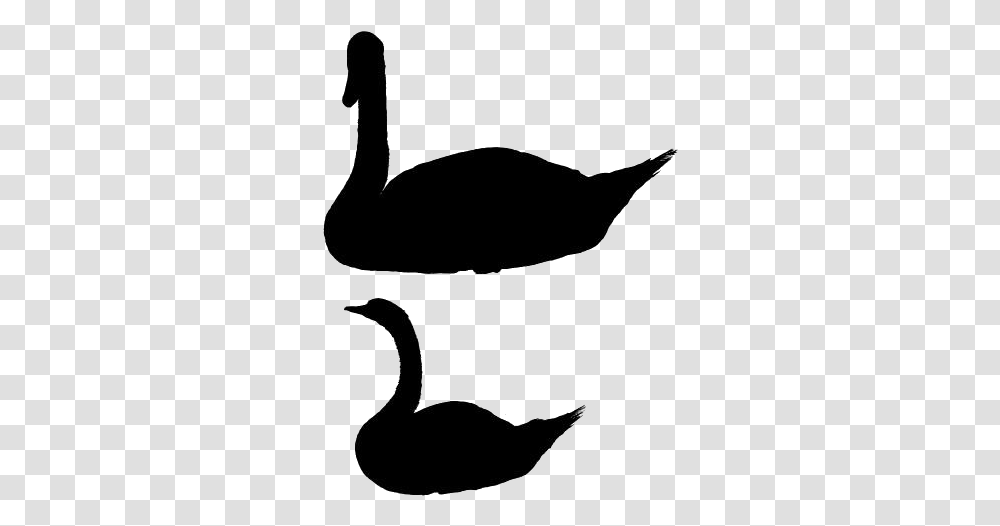 Swan Silhouette Duck, Waterfowl, Bird, Animal, Black Swan Transparent Png