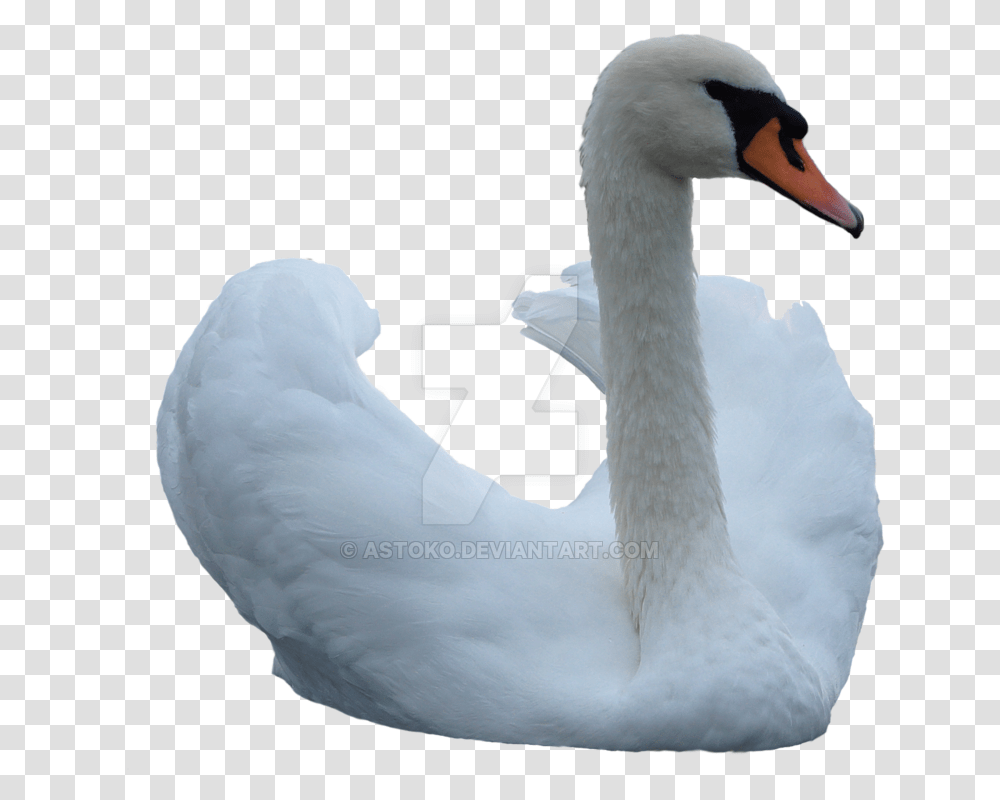 Swan Stock, Bird, Animal, Waterfowl, Goose Transparent Png