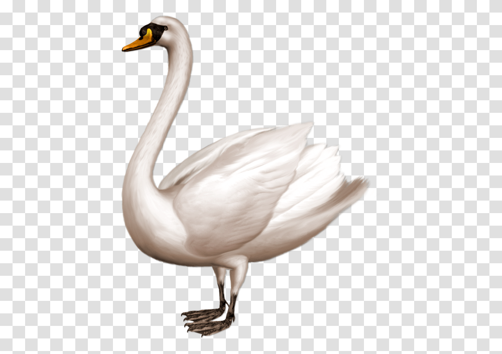 Swan Swan, Bird, Animal, Flamingo Transparent Png