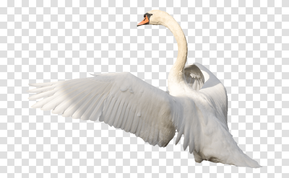 Swan Swan Flying, Bird, Animal, Goose Transparent Png