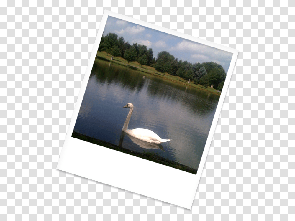 Swan Swimming In Our Beautiful Lake Trumpeter Swan, Bird, Animal, Waterfowl, Canvas Transparent Png