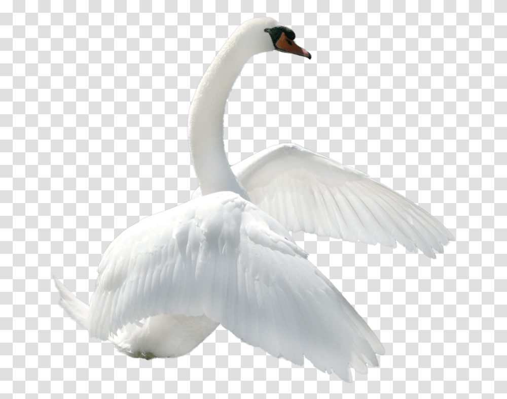 Swan To Right White Swan, Bird, Animal, Goose, Anseriformes Transparent Png