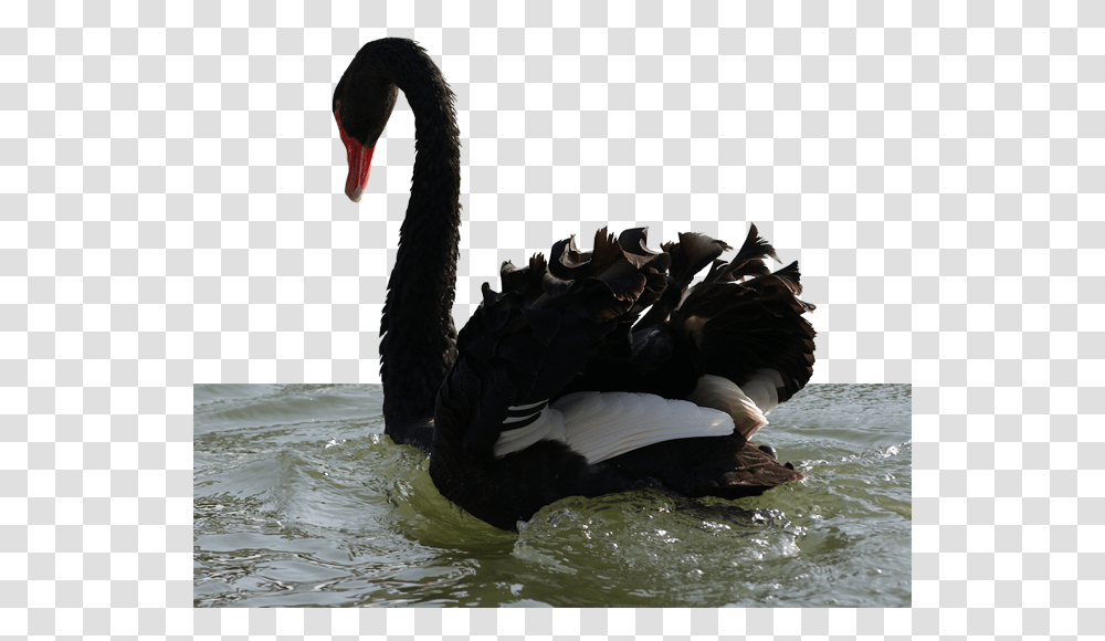 Swans, Waterfowl, Bird, Animal, Black Swan Transparent Png