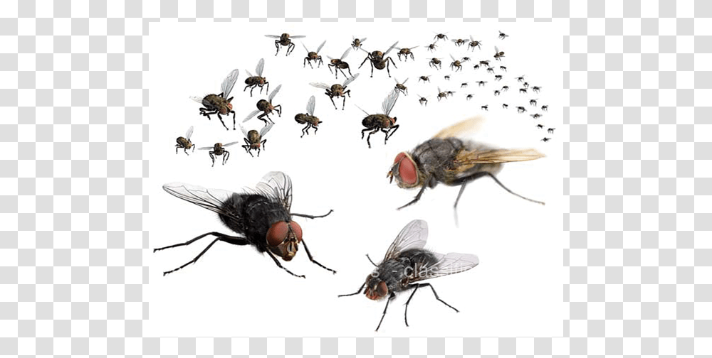 Swarm Of Flies, Fly, Insect, Invertebrate, Animal Transparent Png