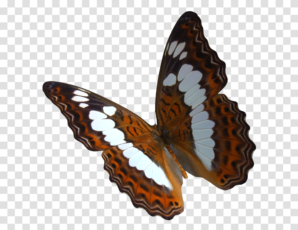 Swarm Of Postman Butterflies, Insect, Invertebrate, Animal, Butterfly Transparent Png