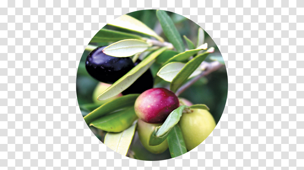 Swartland Evoo Long Table - Evoosa Bud, Plant, Apple, Fruit, Food Transparent Png