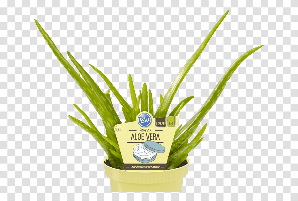 Sweet Aloe Vera Aloe Vera Sweet Rezepte, Plant, Food, Vegetable, Leek Transparent Png
