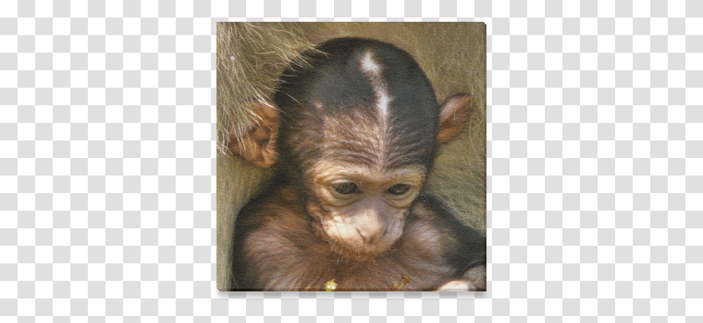 Sweet Baby Monkey Canvas Print 6 X6 Macaque, Wildlife, Mammal, Animal, Baboon Transparent Png
